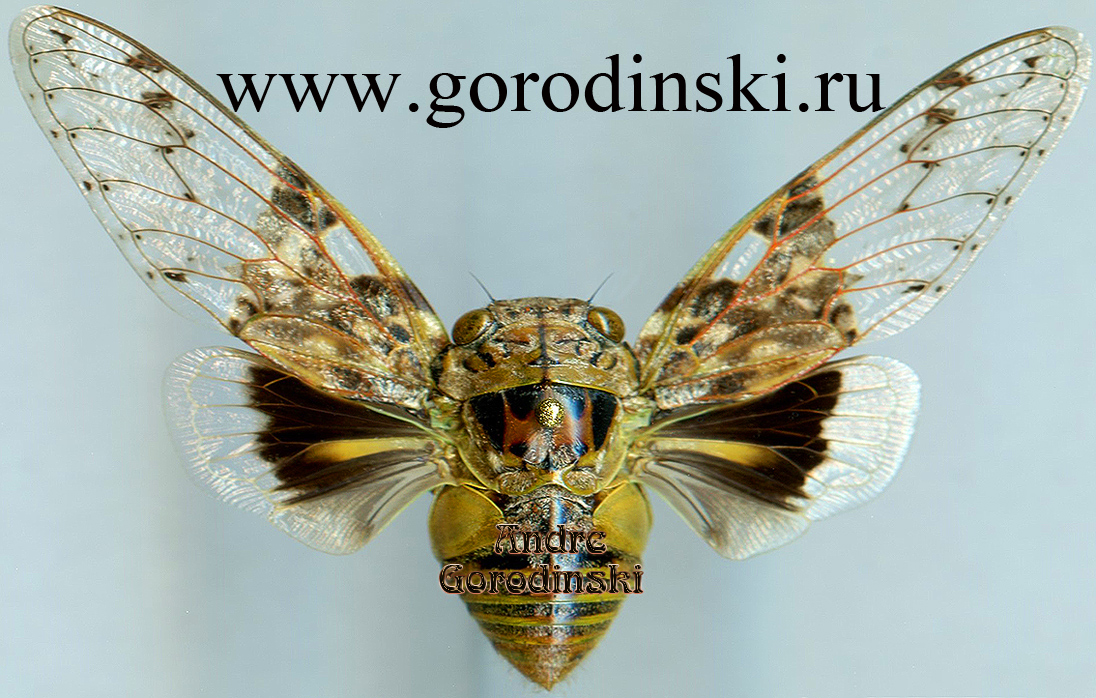 http://www.gorodinski.ru/insects/Platypleura nobilis.jpg